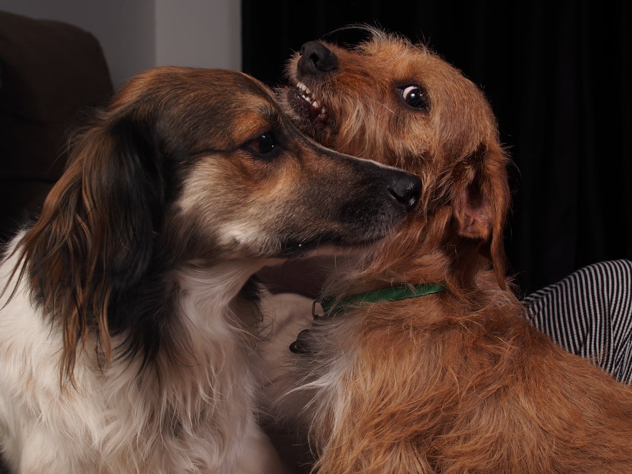 pexels photo 32710699.jpeg